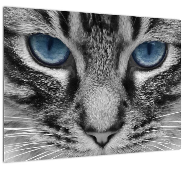 Tablou cu pisica (70x50 cm)