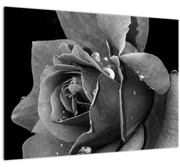 Tablou cu trandafir - albneagră (70x50 cm)