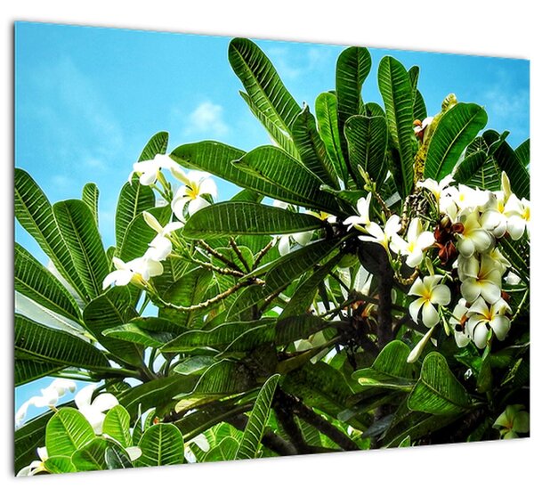 Tablou - Plumeria (70x50 cm)