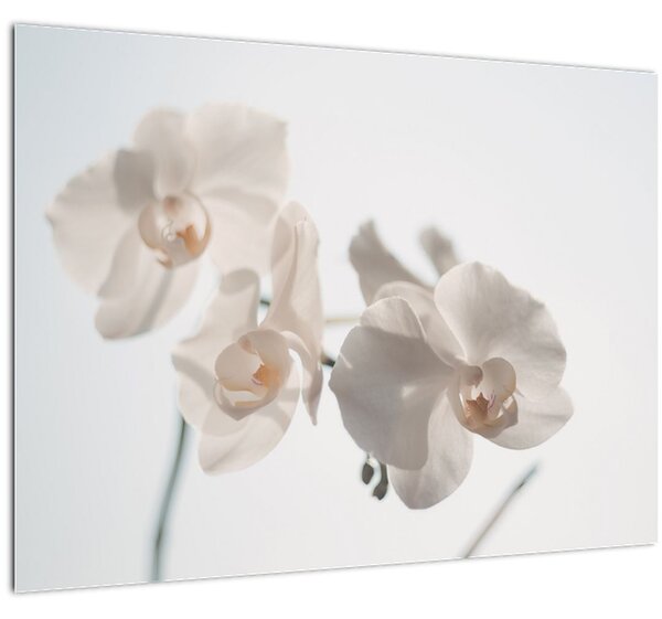 Tablou cu orhidee albă (70x50 cm)