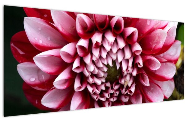 Tablou cu dalie roz (120x50 cm)