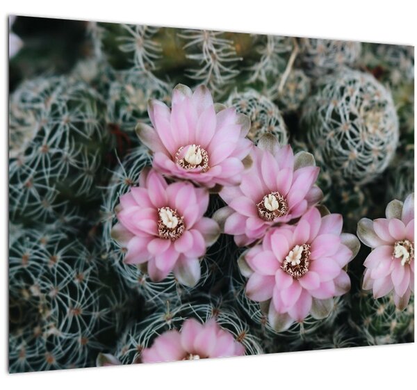 Tablou pe sticlă floare de cactus (70x50 cm)