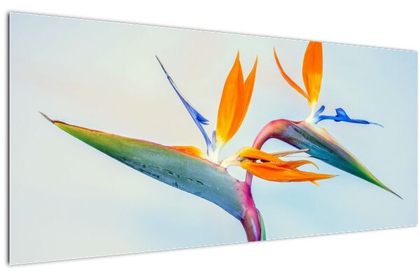Tablou cu floarea Strelicie (120x50 cm)