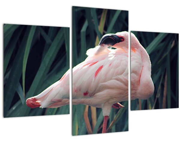 Tablou - Pasărea Flamengo (90x60 cm)