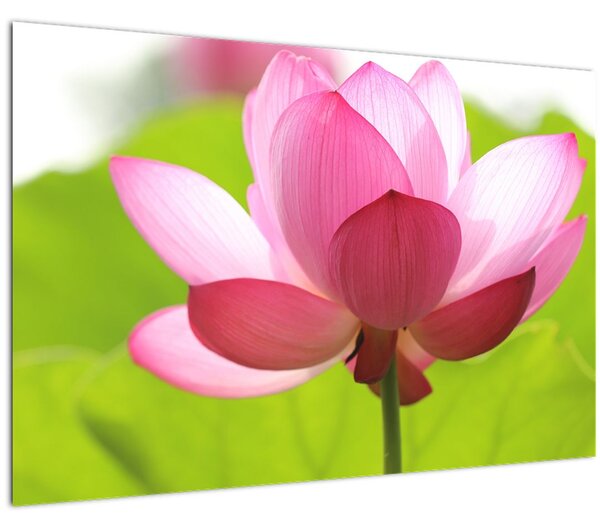 Tablou cu flori de lotus (90x60 cm)