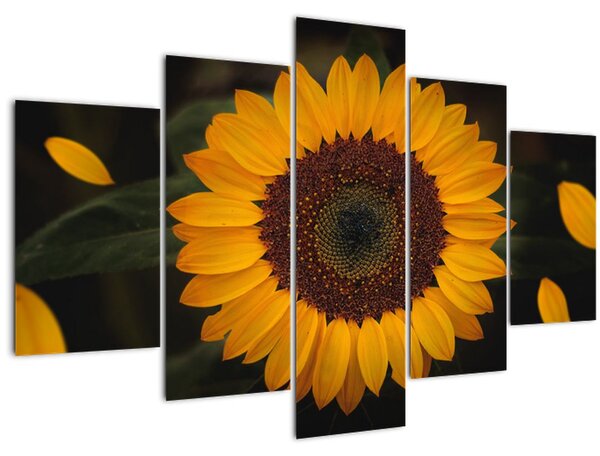 Tablou - Floarea soarelui și petale (150x105 cm)