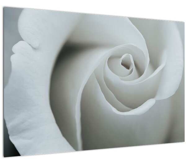 Tablou - Trandafirul alb (90x60 cm)