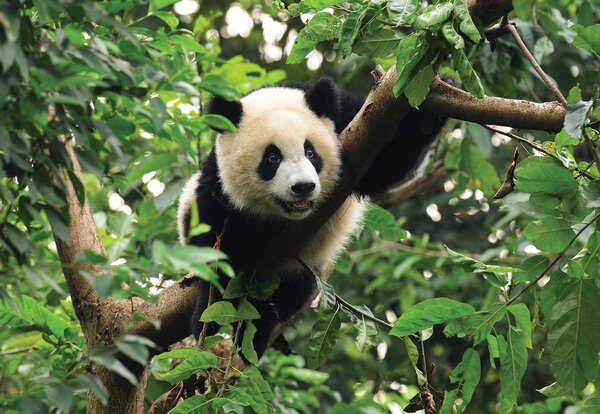 Fototapet - Panda în copac (152,5x104 cm)