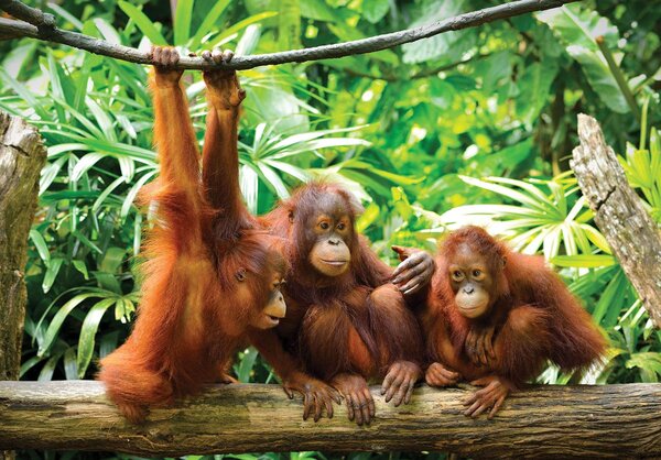 Fototapet - Orangutanii în junglă (254x184 cm)