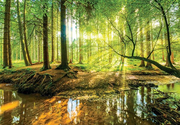 Fototapet - Pădurea însorită (254x184 cm)