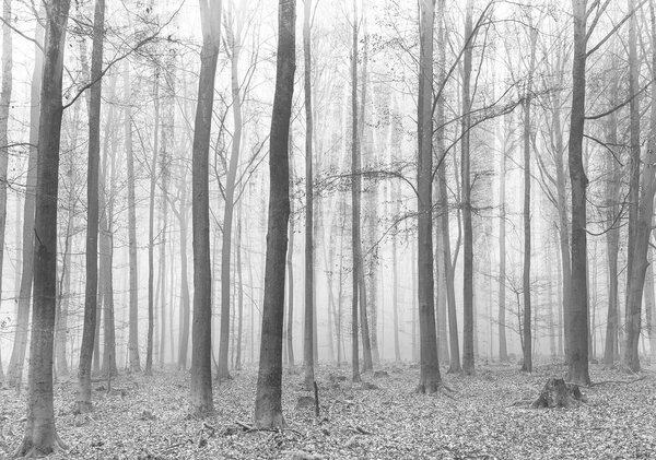 Fototapet - Pădure (254x184 cm)