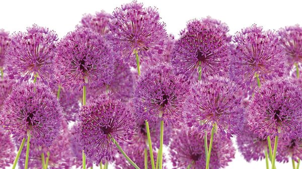 Fototapet - Floare de usturoi (254x184 cm)