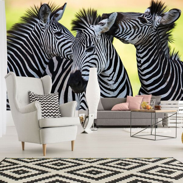Fototapet - Trei zebre vesele (254x184 cm)