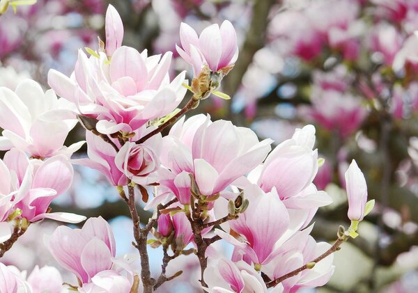 Fototapet - Flori de primăvară înflorite (152,5x104 cm)