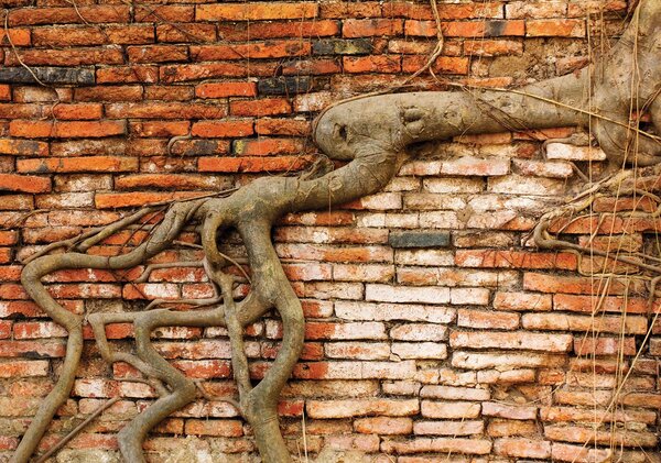 Fototapet - Rădăcini în zid (254x184 cm)