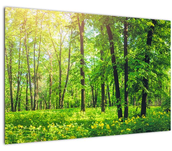Tablou - Pădurea cu frunze de primăvară (90x60 cm)