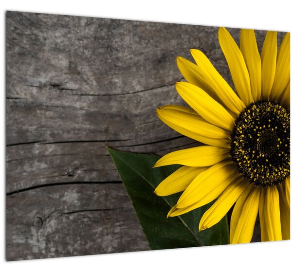Tablou pe sticlă - Floare de floarea soarelui (70x50 cm)