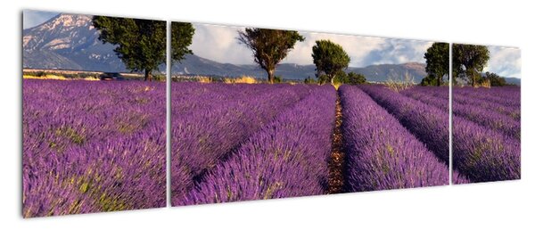Tablou - lavanda câmp (170x50cm)