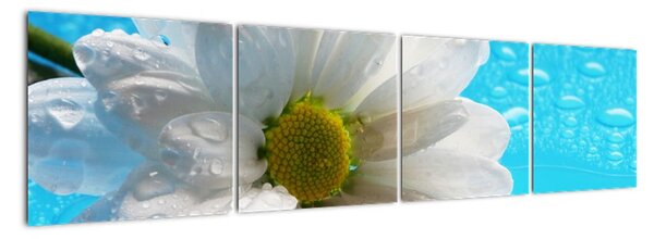Tablou - margaretă floare (160x40cm)