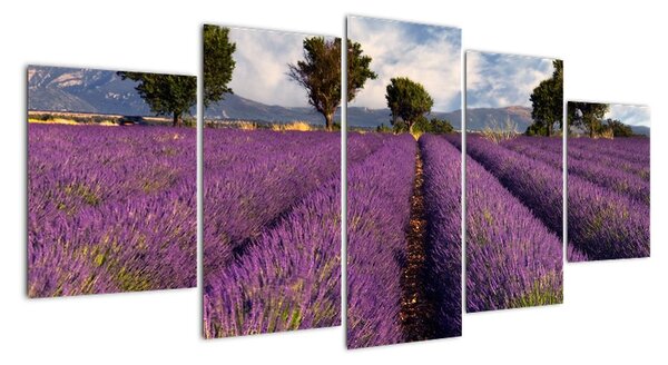Tablou - lavanda câmp (150x70cm)