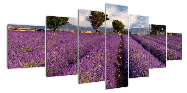 Tablou - lavanda câmp (210x100cm)