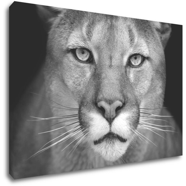 Impresi Tablou Beast - 60 x 40 cm