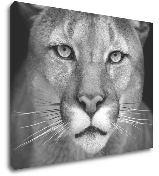 Impresi Tablou Beast - 90 x 70 cm