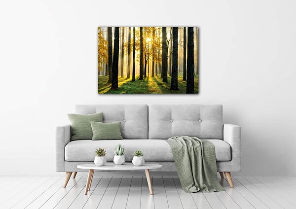 Impresi Tablou Trees and sunshine - 60 x 40 cm