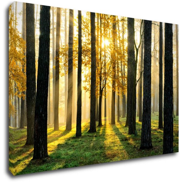 Impresi Tablou Trees and sunshine - 60 x 40 cm