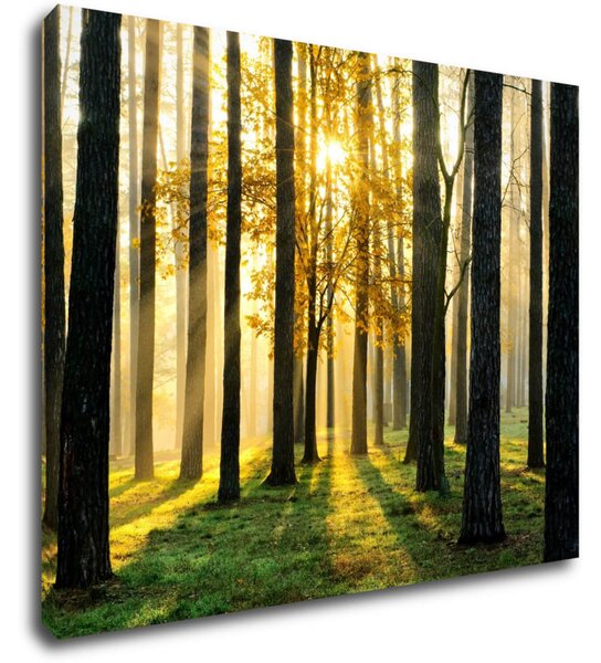 Impresi Tablou Trees and sunshine - 90 x 70 cm