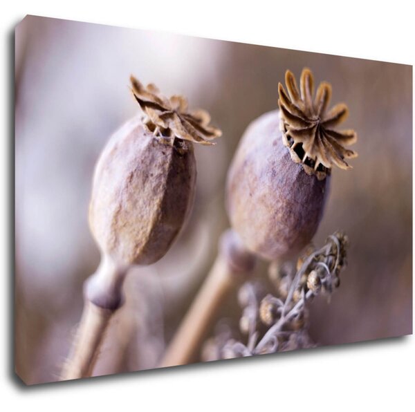 Impresi Tablou Dry Poppy flower - 50 x 30 cm
