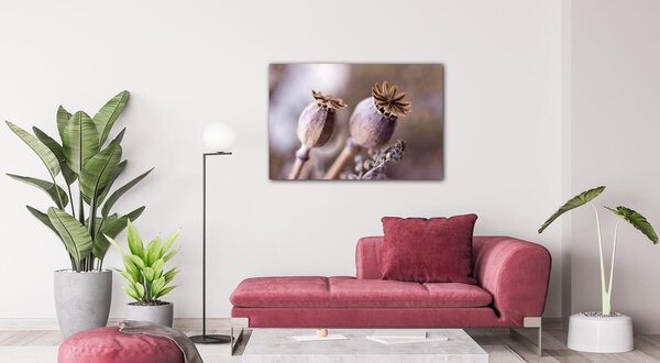 Impresi Tablou Dry Poppy flower - 60 x 40 cm