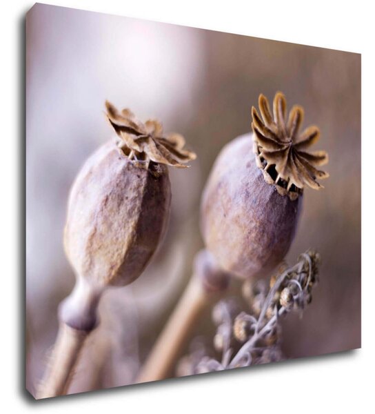 Impresi Tablou Dry Poppy flower - 90 x 70 cm