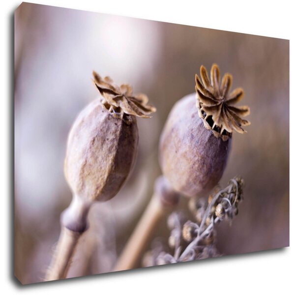 Impresi Tablou Dry Poppy flower - 60 x 40 cm