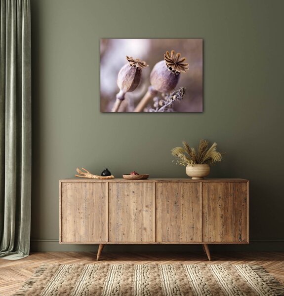 Impresi Tablou Dry Poppy flower - 70 x 50 cm