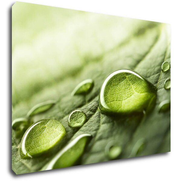 Impresi Tablou Drops of water on the leaf - 70 x 50 cm