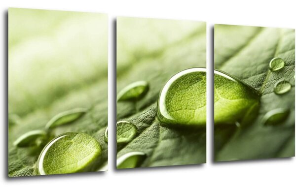 Impresi Tablou Drops of water on the leaf - 120 x 60 cm (3-piese)
