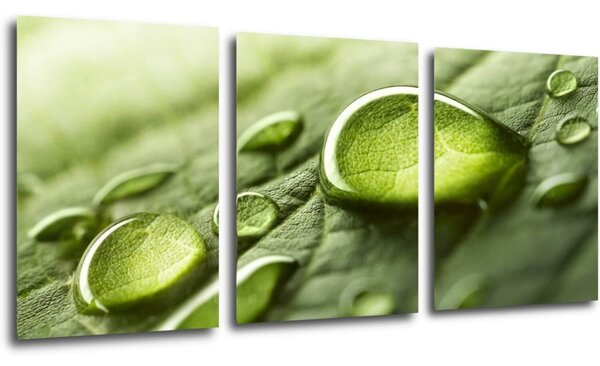 Impresi Tablou Drops of water on the leaf - 150 x 70 cm (3-piese)