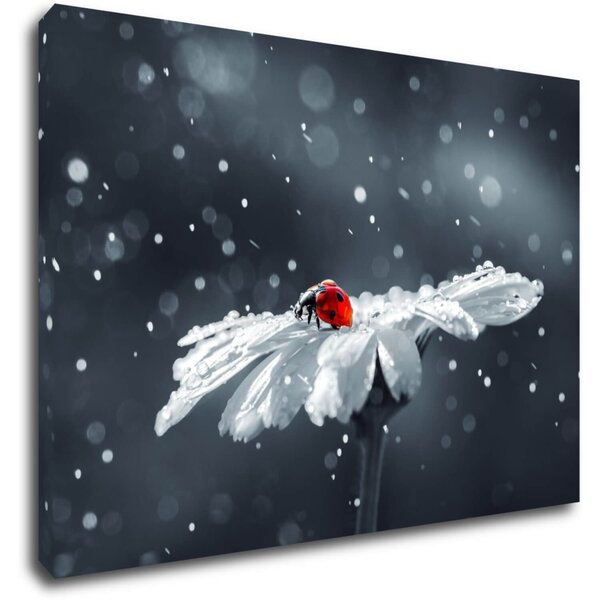 Impresi Tablou Lady bug on the flower - 60 x 40 cm