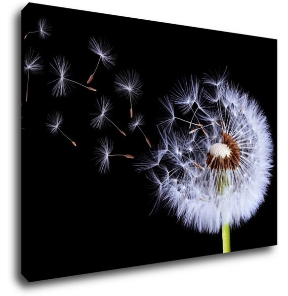 Impresi Tablou Dandelion black and green - 70 x 50 cm