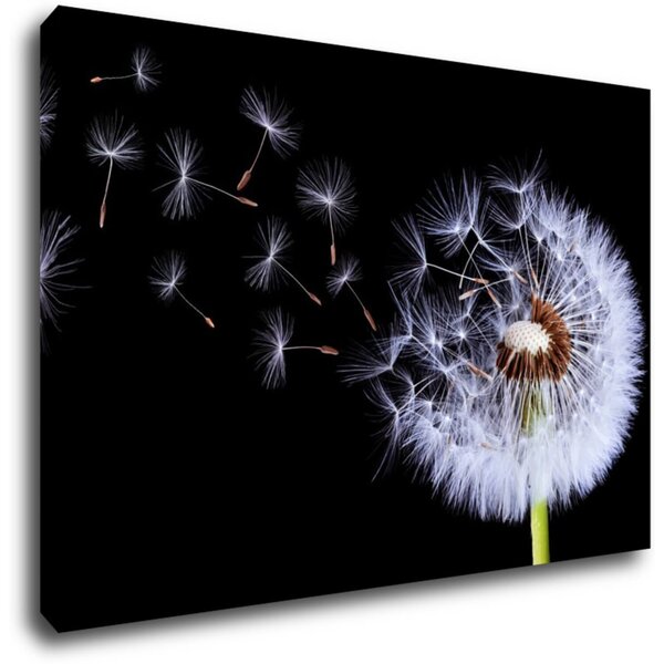 Impresi Tablou Dandelion black and green - 60 x 40 cm