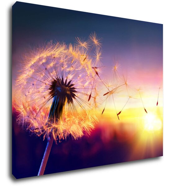 Impresi Tablou Dandelion and sunset - 90 x 70 cm