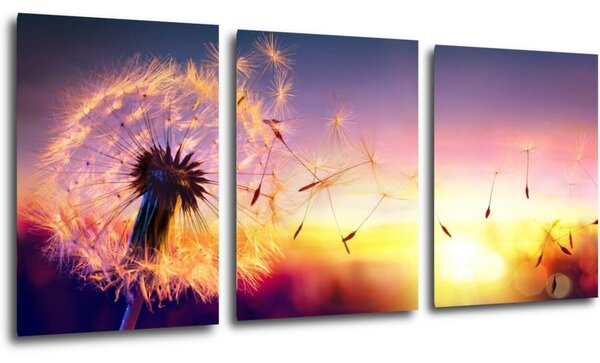 Impresi Tablou Dandelion and sunset - 150 x 70 cm (3-piese)