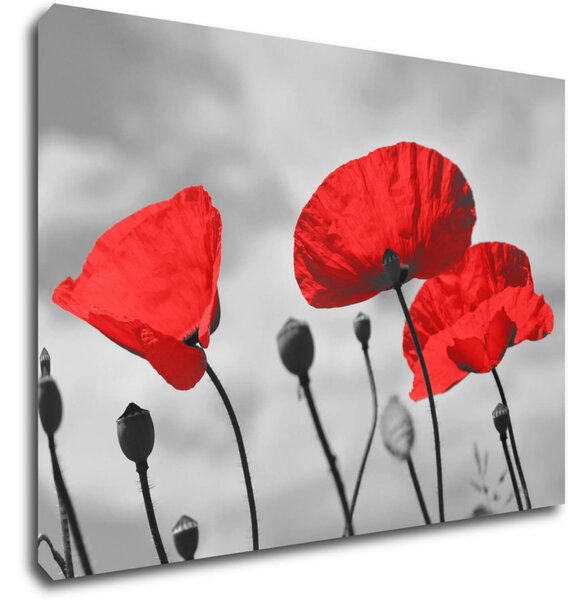 Impresi Tablou Poppy - 70 x 50 cm