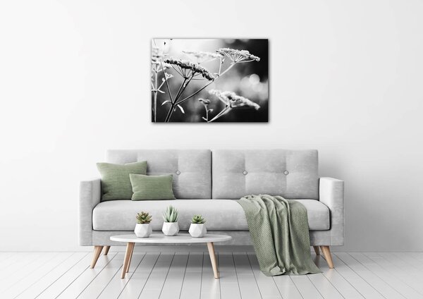 Impresi Tablou Black and white meadow flower - 70 x 50 cm
