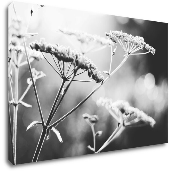 Impresi Tablou Black and white meadow flower - 60 x 40 cm