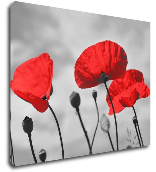Impresi Tablou Poppy - 90 x 70 cm
