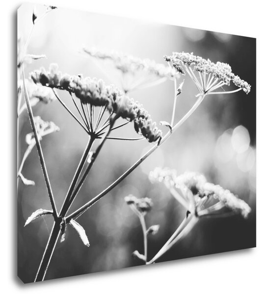 Impresi Tablou Black and white meadow flower - 90 x 70 cm