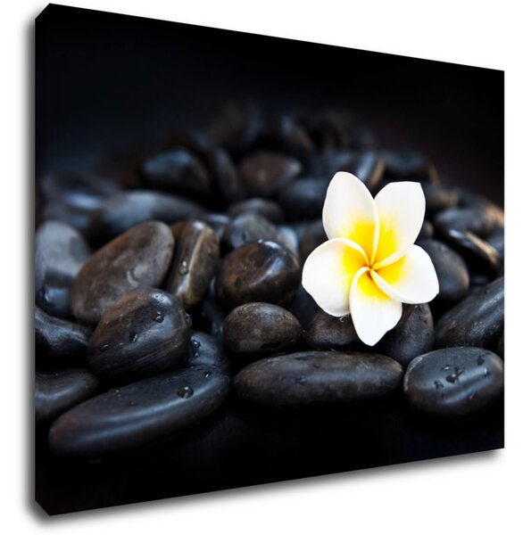 Impresi Tablou White blossom on black stones - 70 x 50 cm