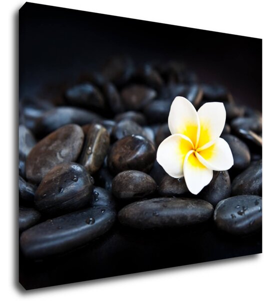 Impresi Tablou White blossom on black stones - 90 x 70 cm